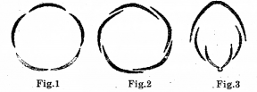 Plus One Botany Chapter Wise Previous Questions Chapter 3 Morphology of Flowering Plants 12