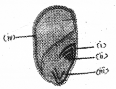 Plus One Botany Chapter Wise Previous Questions Chapter 3 Morphology of Flowering Plants 15