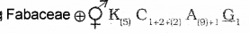 Plus One Botany Chapter Wise Previous Questions Chapter 3 Morphology of Flowering Plants 18