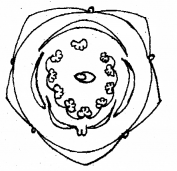 Plus One Botany Chapter Wise Previous Questions Chapter 3 Morphology of Flowering Plants 5