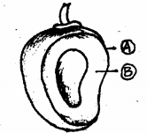 Plus One Botany Chapter Wise Previous Questions Chapter 3 Morphology of Flowering Plants 7