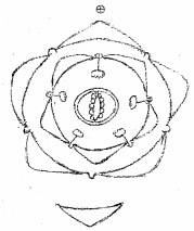 Plus One Botany Chapter Wise Previous Questions Chapter 3 Morphology of Flowering Plants 8