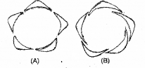 Plus One Botany Chapter Wise Previous Questions Chapter 3 Morphology of Flowering Plants 9