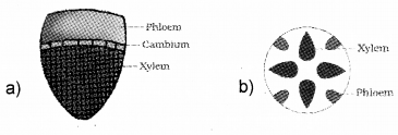 Plus One Botany Chapter Wise Previous Questions Chapter 4 Anatomy of Flowering Plants 5