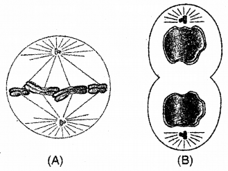 Plus One Botany Chapter Wise Previous Questions Chapter 6 Cell Cycle and Cell Division 10