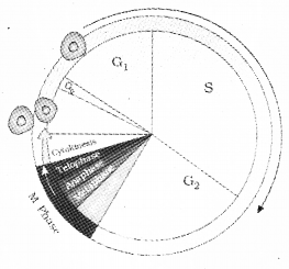 Plus One Botany Chapter Wise Previous Questions Chapter 6 Cell Cycle and Cell Division 12