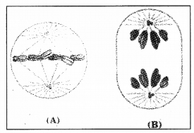 Plus One Botany Chapter Wise Previous Questions Chapter 6 Cell Cycle and Cell Division 13