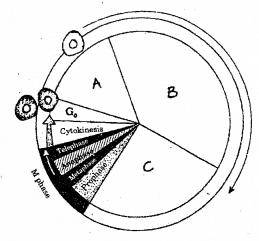 Plus One Botany Chapter Wise Previous Questions Chapter 6 Cell Cycle and Cell Division 16