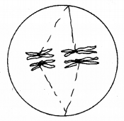 Plus One Botany Chapter Wise Previous Questions Chapter 6 Cell Cycle and Cell Division 2