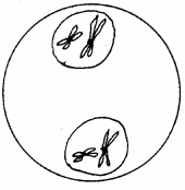 Plus One Botany Chapter Wise Previous Questions Chapter 6 Cell Cycle and Cell Division 3