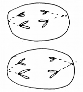 Plus One Botany Chapter Wise Previous Questions Chapter 6 Cell Cycle and Cell Division 4