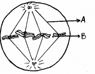 Plus One Botany Chapter Wise Previous Questions Chapter 6 Cell Cycle and Cell Division 6