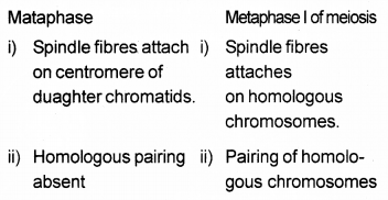 Plus One Botany Chapter Wise Previous Questions Chapter 6 Cell Cycle and Cell Division 8