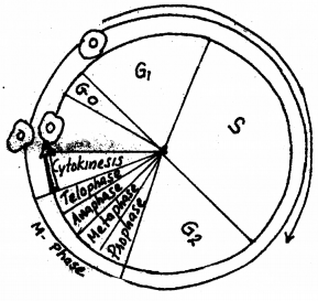 Plus One Botany Chapter Wise Previous Questions Chapter 6 Cell Cycle and Cell Division 9