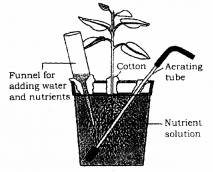 Plus One Botany Chapter Wise Previous Questions Chapter 8 Mineral Nutrition 1