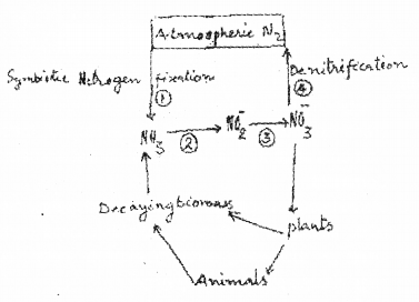 Plus One Botany Chapter Wise Previous Questions Chapter 8 Mineral Nutrition 2