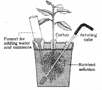 Plus One Botany Chapter Wise Previous Questions Chapter 8 Mineral Nutrition 3