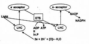 Plus One Botany Chapter Wise Previous Questions Chapter 9 Photosynthesis in Higher Plants 5