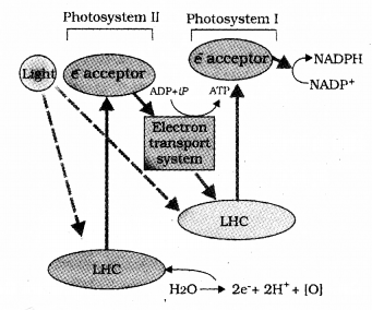 Plus One Botany Chapter Wise Previous Questions Chapter 9 Photosynthesis in Higher Plants 7