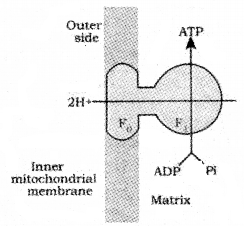 Plus One Botany Chapter Wise Questions and Answers Chapter 10 Respiration in Plants 3M Q9