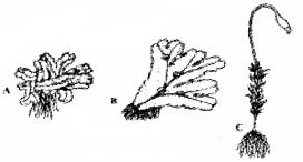 Plus One Botany Chapter Wise Questions and Answers Chapter 2 Plant Kingdom 2M Q1