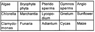 Plus One Botany Chapter Wise Questions and Answers Chapter 2 Plant Kingdom 2M Q31.1