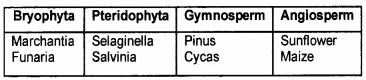 Plus One Botany Chapter Wise Questions and Answers Chapter 2 Plant Kingdom 2M Q9.1