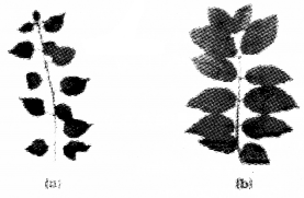 Plus One Botany Chapter Wise Questions and Answers Chapter 3 Morphology of Flowering Plants 2M Q16