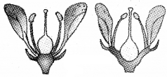 Plus One Botany Chapter Wise Questions and Answers Chapter 3 Morphology of Flowering Plants 2M Q36.1