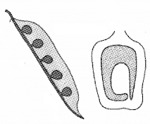 Plus One Botany Chapter Wise Questions and Answers Chapter 3 Morphology of Flowering Plants 2M Q9