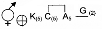 Plus One Botany Chapter Wise Questions and Answers Chapter 3 Morphology of Flowering Plants 3M Q3