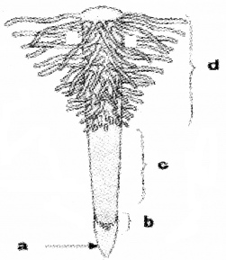 Plus One Botany Chapter Wise Questions and Answers Chapter 3 Morphology of Flowering Plants 3M Q6