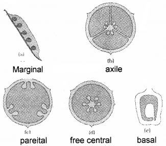 Plus One Botany Chapter Wise Questions and Answers Chapter 3 Morphology of Flowering Plants 3M Q7