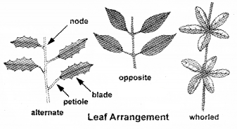 Plus One Botany Chapter Wise Questions and Answers Chapter 3 Morphology of Flowering Plants Textbook Questions Q2