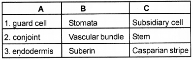 Plus One Botany Chapter Wise Questions and Answers Chapter 4 Anatomy of Flowering Plants 2M Q33.1