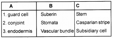 Plus One Botany Chapter Wise Questions and Answers Chapter 4 Anatomy of Flowering Plants 2M Q33