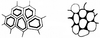 Plus One Botany Chapter Wise Questions and Answers Chapter 4 Anatomy of Flowering Plants 2M Q40