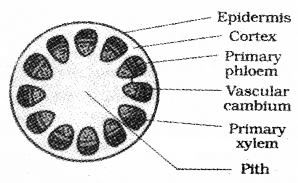 Plus One Botany Chapter Wise Questions and Answers Chapter 4 Anatomy of Flowering Plants 2M Q9