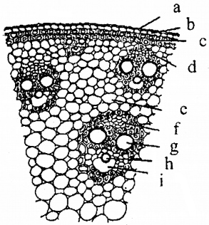 Plus One Botany Chapter Wise Questions and Answers Chapter 4 Anatomy of Flowering Plants 3M Q1