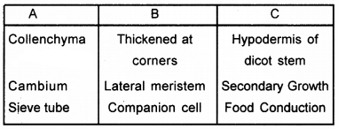 Plus One Botany Chapter Wise Questions and Answers Chapter 4 Anatomy of Flowering Plants 3M Q3.1