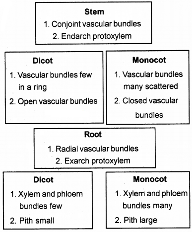 Plus One Botany Chapter Wise Questions and Answers Chapter 4 Anatomy of Flowering Plants 3M Q7.1