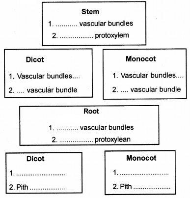 Plus One Botany Chapter Wise Questions and Answers Chapter 4 Anatomy of Flowering Plants 3M Q7