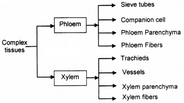 Plus One Botany Chapter Wise Questions and Answers Chapter 4 Anatomy of Flowering Plants 3M Q8.1