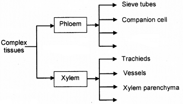 Plus One Botany Chapter Wise Questions and Answers Chapter 4 Anatomy of Flowering Plants 3M Q8