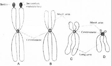 Plus One Botany Chapter Wise Questions and Answers Chapter 5 Cell The Unit of Life 2M Q20