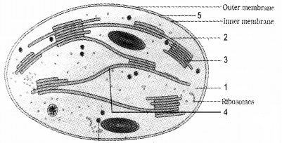 Plus One Botany Chapter Wise Questions and Answers Chapter 5 Cell The Unit of Life 3M Q3