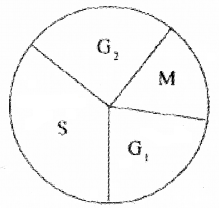 Plus One Botany Chapter Wise Questions and Answers Chapter 6 Cell Cycle and Cell Division 2M Q10