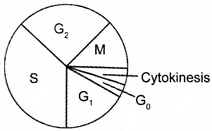 Plus One Botany Chapter Wise Questions and Answers Chapter 6 Cell Cycle and Cell Division 2M Q3