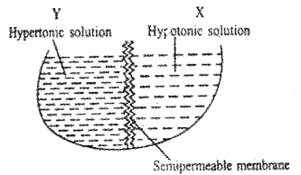 Plus One Botany Chapter Wise Questions and Answers Chapter 7 Transport in Plants 2M Q1