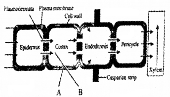 Plus One Botany Chapter Wise Questions and Answers Chapter 7 Transport in Plants 2M Q13